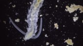 Pygospio elegans polychaete worm