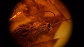 Wasp fossilised in amber