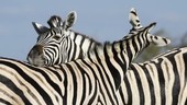 Burchell's zebras nuzzling