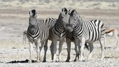 Burchell's zebras playing