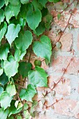 Virginia creeper growing over brick wall