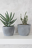 Succulent and cactus in cache pots painted with concrete paint