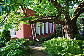 Ferns and large tree in garden outside red, modern house