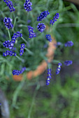Purple lavender flowers against blurred background