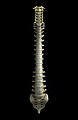 Bones of the Spine (Cervical), artwork