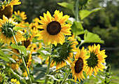 Wild sunflowers (Helianthus annuus)