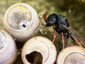 Parasitic wasp and stink bug eggs