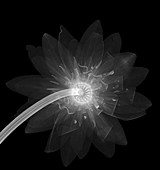 Water lily flower, X-ray