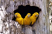 Golden parakeets in a tree hollow