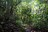 Indonesian rainforest