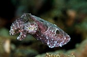 Dwarf cuttlefish