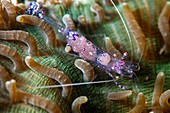 Periclimenes commensal shrimp
