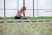 Bedding plant production, Scotland, UK