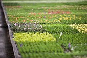 Bedding plant production, Scotland, UK