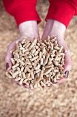 Wood pellet fuel production, Scotland, UK