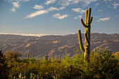 Saguaro National Park Cactus Forest, Arizona, USA