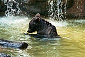 Young adult brown bear in water
