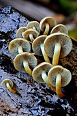Sulphur tuft mushrooms
