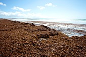 Seaweed washed onto beach