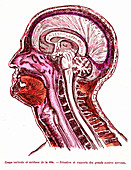 Human brain, 19th Century illustration