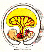 Developing human embryo, 19th Century illustration