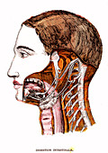 Human cervical nerves, 19th Century illustration