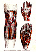 Hand, foot and knee anatomy, 19th Century illustration