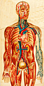 Human circulatory system, 19th Century illustration