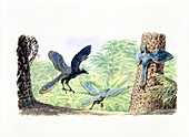 Archaeopteryx, illustration