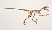 Deinonychus dinosaur skeleton, illustration
