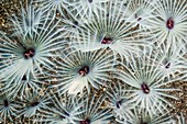 Fanworms on a reef, Indonesia