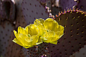 Purple prickly pear (Opuntia sp.) cactus in flower