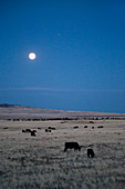 Full moon over cattle ranch, Arizona, USA