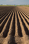 Sonoran Desert farm, USA