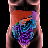 Human abdominal organs, 3D CT scan
