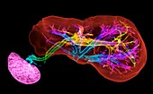 Liver and spleen and blood vessels, 3D CT scan