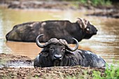 Cape buffalo bulls wallowing