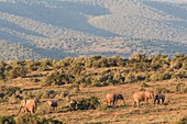 African elephant herd