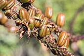 Ripe aloe seeds