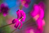 Pelargonium sericifolium flower