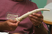 Deer horn fossil