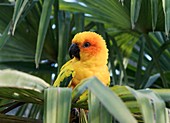 Sun parakeet in a palm tree