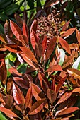 Young leaves of a Photinia x Fraseri 'Red Robin' shrub
