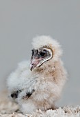 Young african barn owl