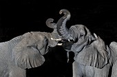 African Elephants drinking at night