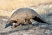 Cape Pangolin