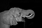 African Elephant drinking at night