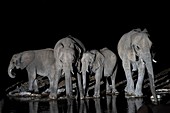 Herd of African Elephants at a water-hole