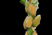 Asian citrus psyllid larvae on citrus stem