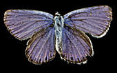 Male karner blue butterfly